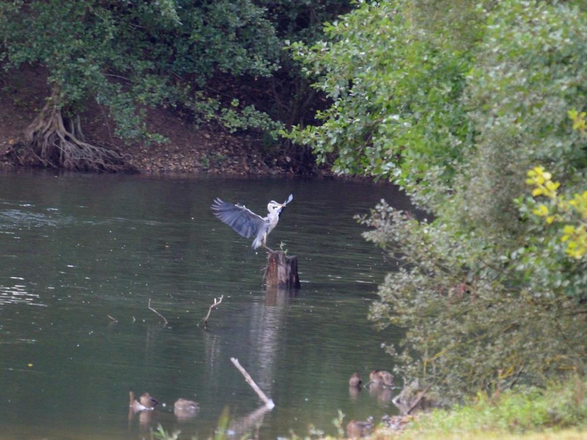 Les Cygnes Au Bord Du Loing Villa Montigny-sur-Loing Exterior photo